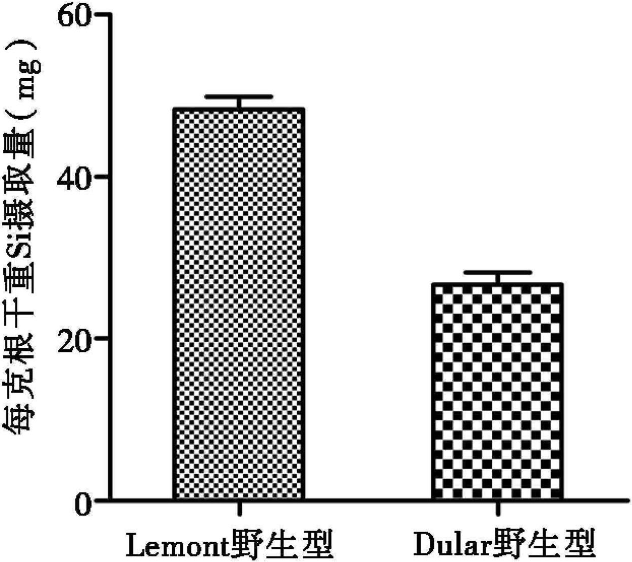二、UV-B辐射抗性水稻品种Lemont与敏感水稻品种Dular的Lsi1基因及硅含量差异